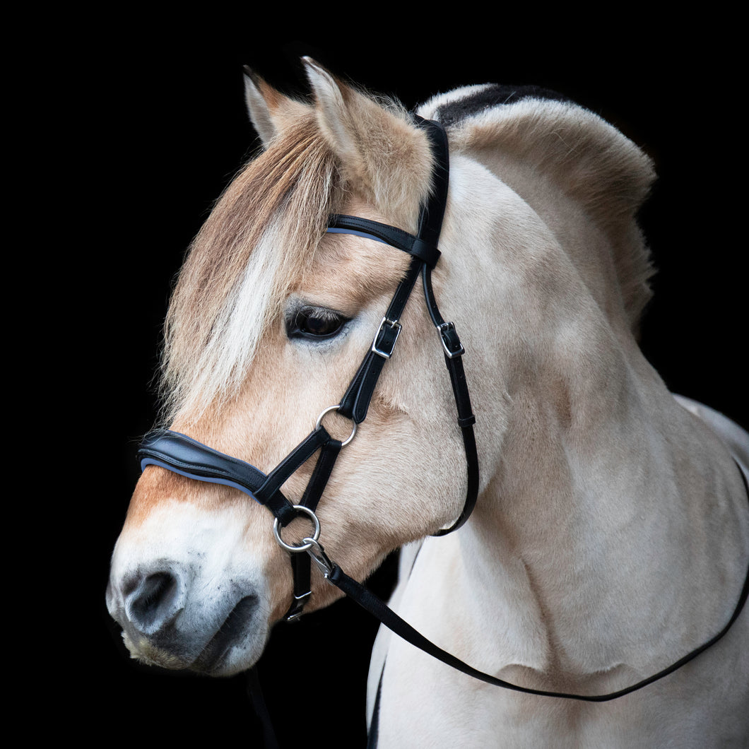 Black-blue Aruba sidepull Pony