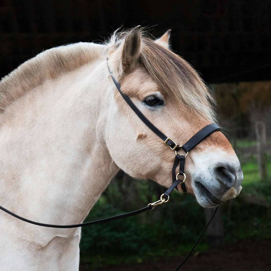 Janosch brown gold chincross bridle Cob