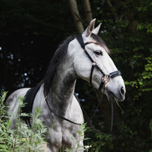 Load image into Gallery viewer, Star hackamore shanks rosegold
