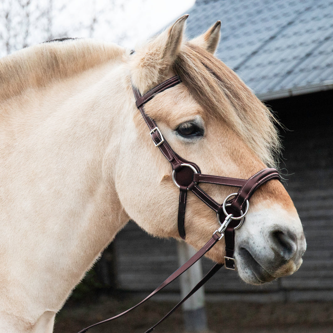 Luxury sidepull flandy brown pony